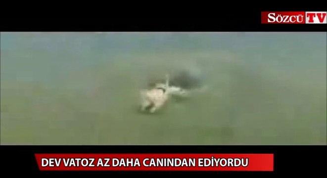Kızgın vatoz canından ediyordu