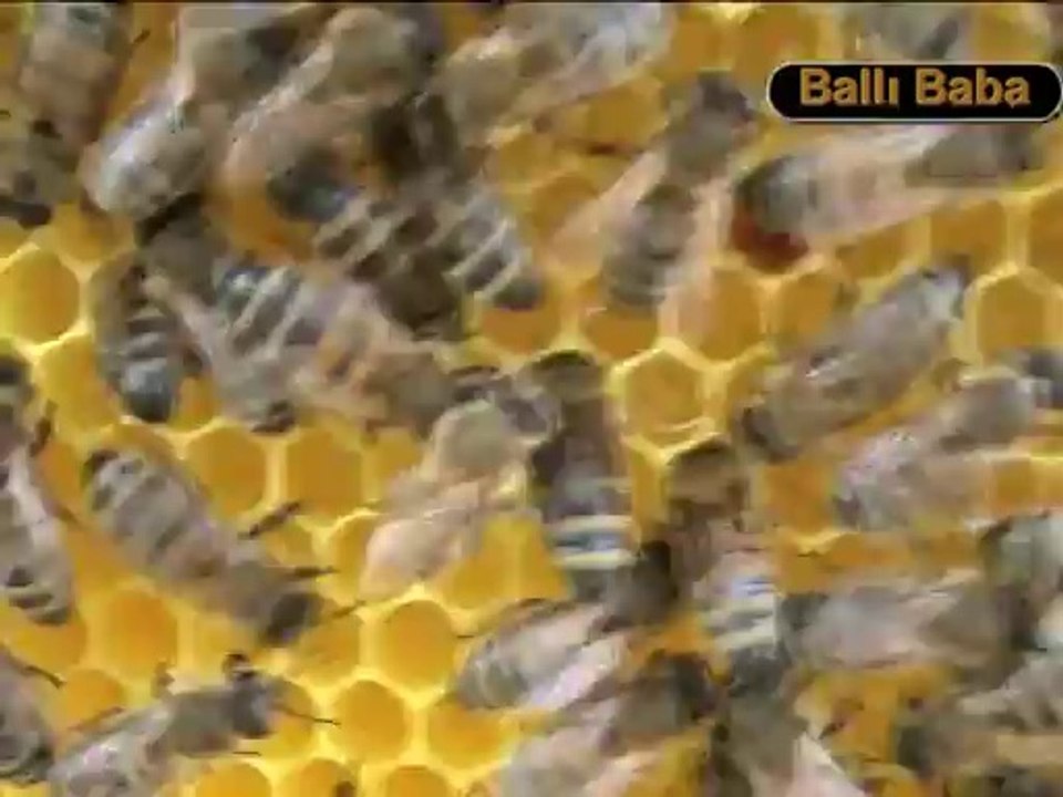 KABARMIŞ PETEKTE YAVRU...