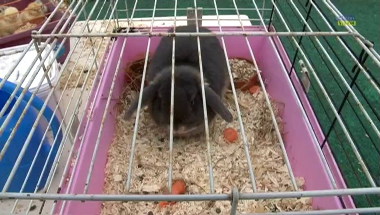 Une mini ferme au Relais d'assistantes Maternelles