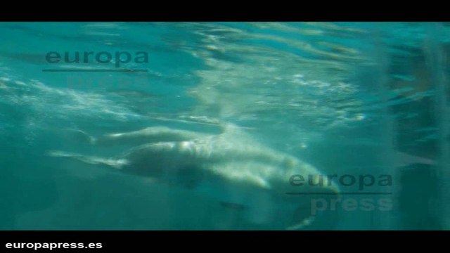 Nace otro bebé delfín en el Zoo de Madrid