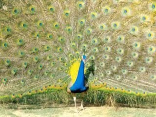 Roshni Grammar School 9f