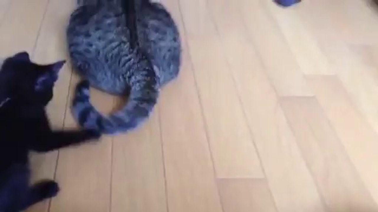 猫じゃれる3