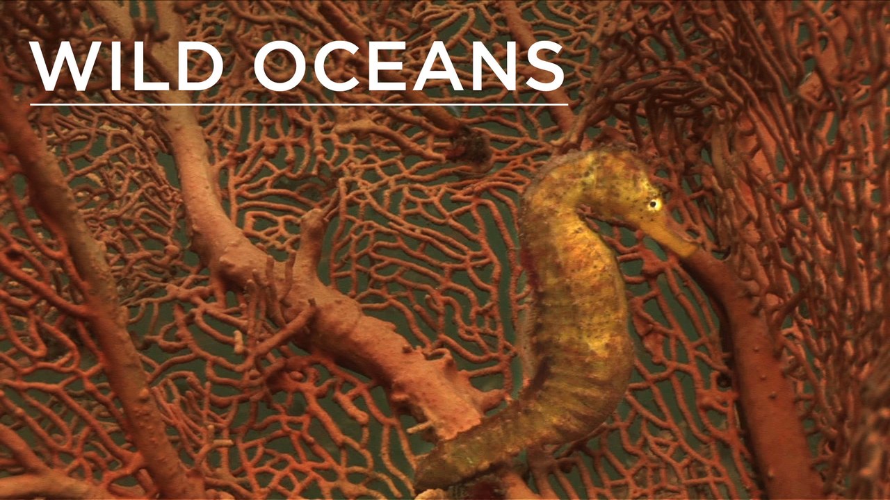 Porcupine pufferfish & a seahorse camps out on coral