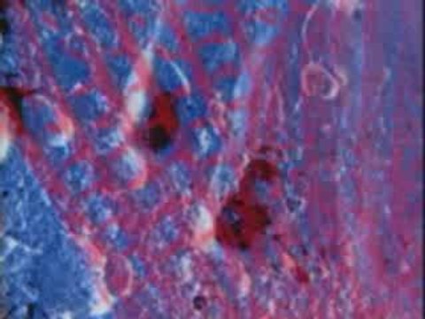 C:\Documents and Settings\eloi\Mes documents\Spiral Tribe - Forward the Revolution