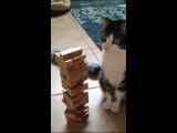Jenga oynayan sevimli Kedi – Hayvanlar Komik Video