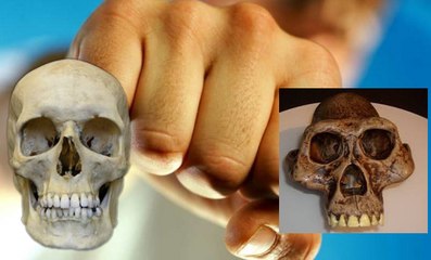 Has Physical Violence Helped Form Our Sturdy Facial Structure?