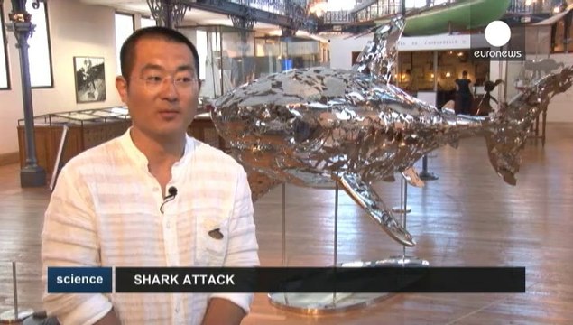 Requins : les dents de l'amer