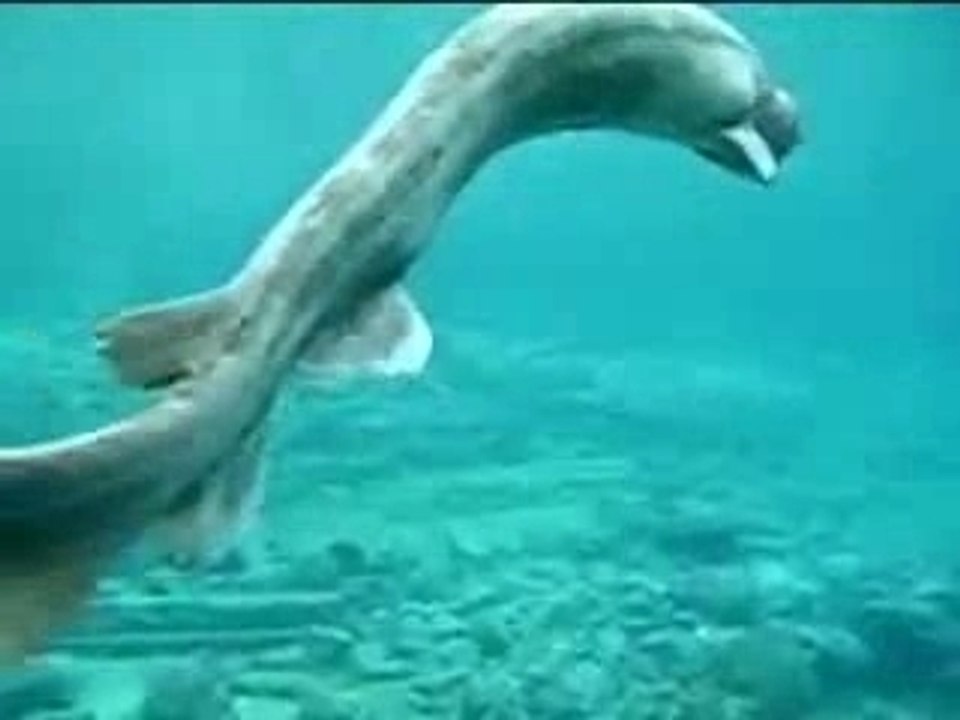 Requin-prehistorique