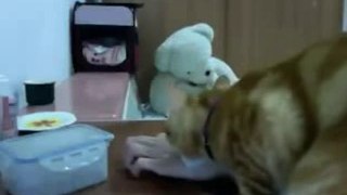 cat trying to eat but fail funniest video clip