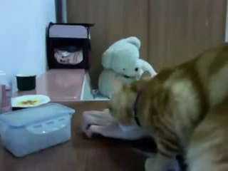 cat trying to eat but fail funniest video clip