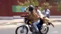 Goat with on Moter Bike