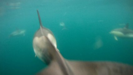Dauphins dans la baie de Lannion (09/06/2014)