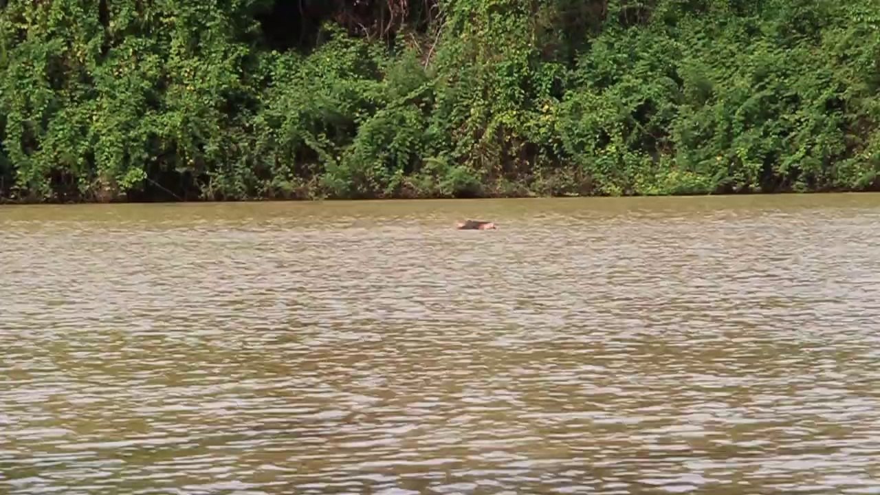 Les hippos de la Black Volta