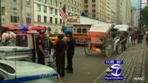 Runaway Horse Drawn Carriage Crashes Into Taxi In NYC