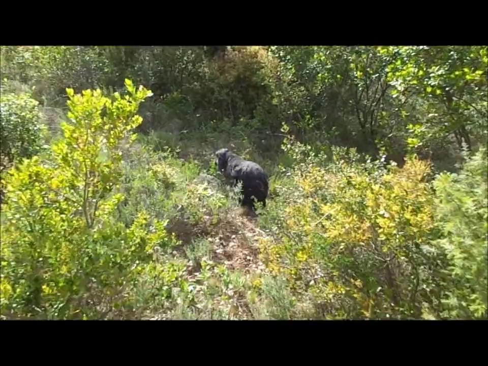 Choupette dans la colline