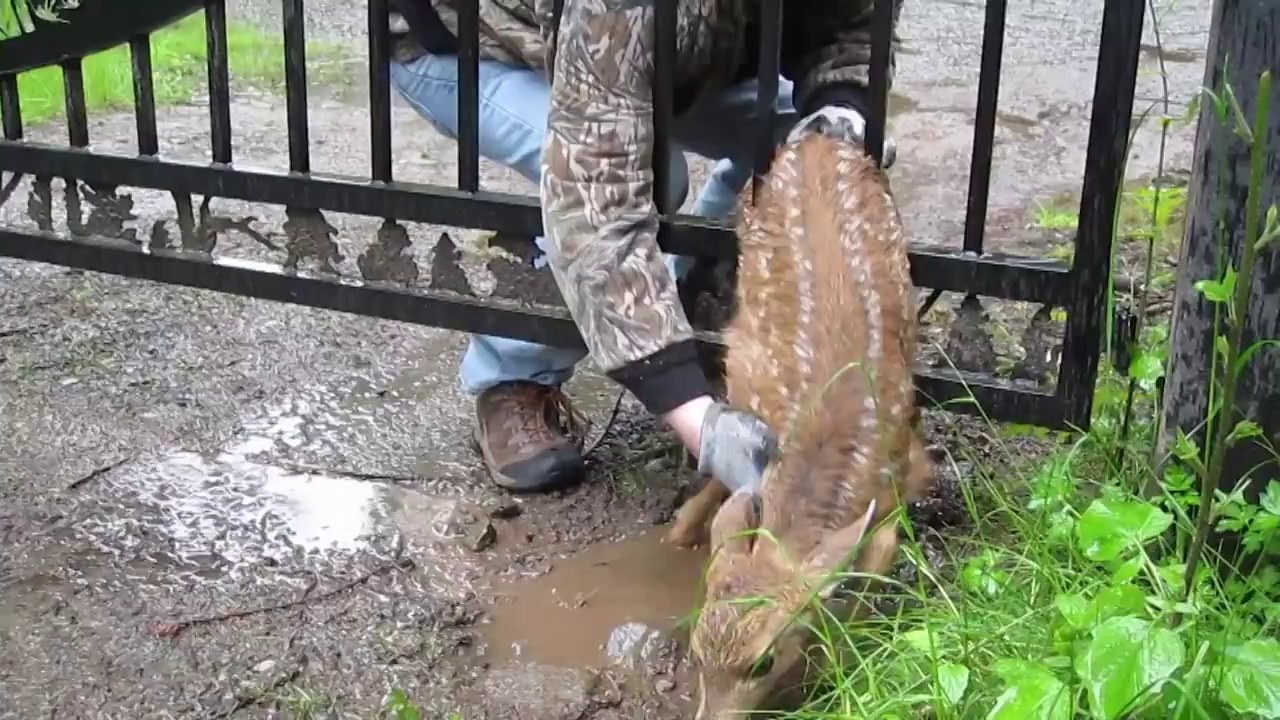 Fawn Rescue.mp4