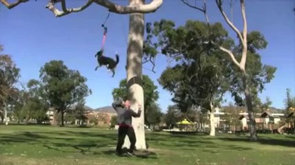 Amazing Dog - http://mnmfunmaza.blogspot.com