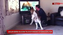 Cesur köpek ailesini televizyondaki ayıdan koruyor