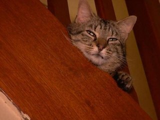 500 chats sont portés disparus en Essonne - 11/06