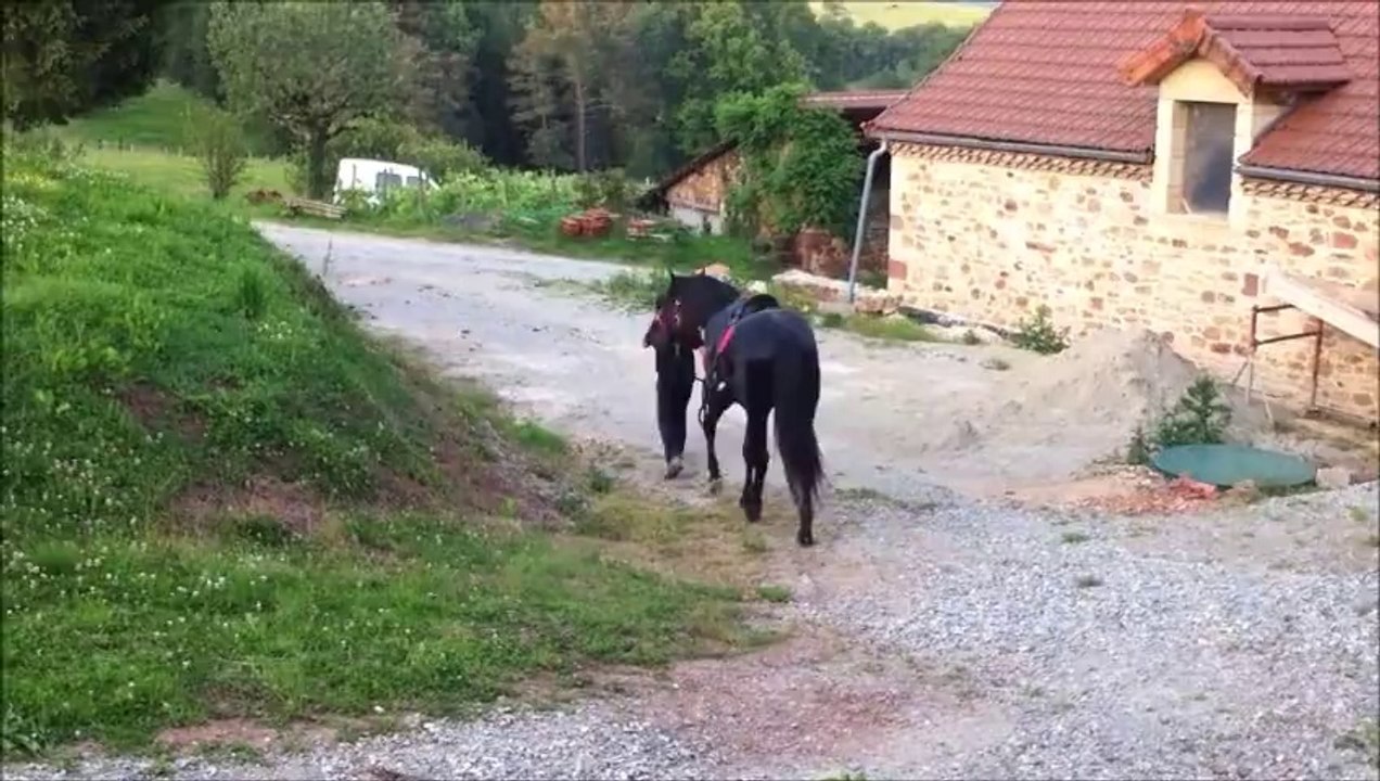 Adonis juin 14 selle