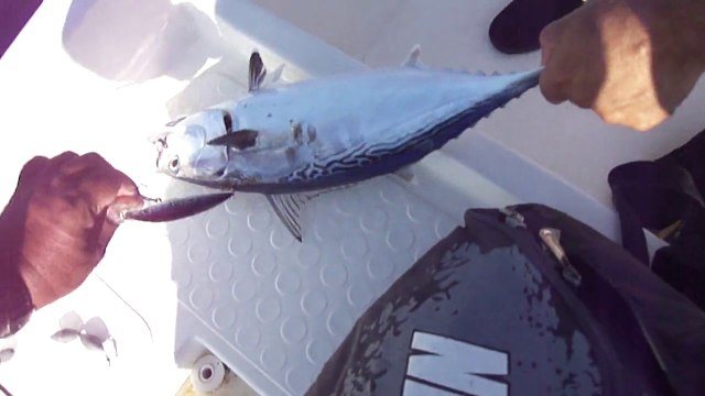 TROFE YAZILI ORKİNOS AVI - adrasanbalik.com