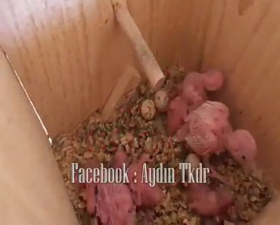 Tepeli Muhabbet Kusu-Crested Budgies Budgerigar-2-Aydın Tkdr