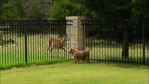 Dog And Deer Play Between Fence