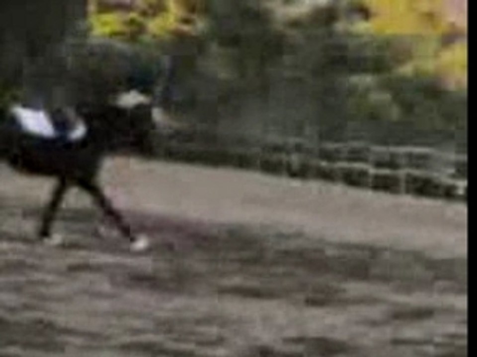 Trot accelere