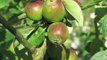Jardinage: des précautions sont à prendre pour la taille des arbres fruitiers