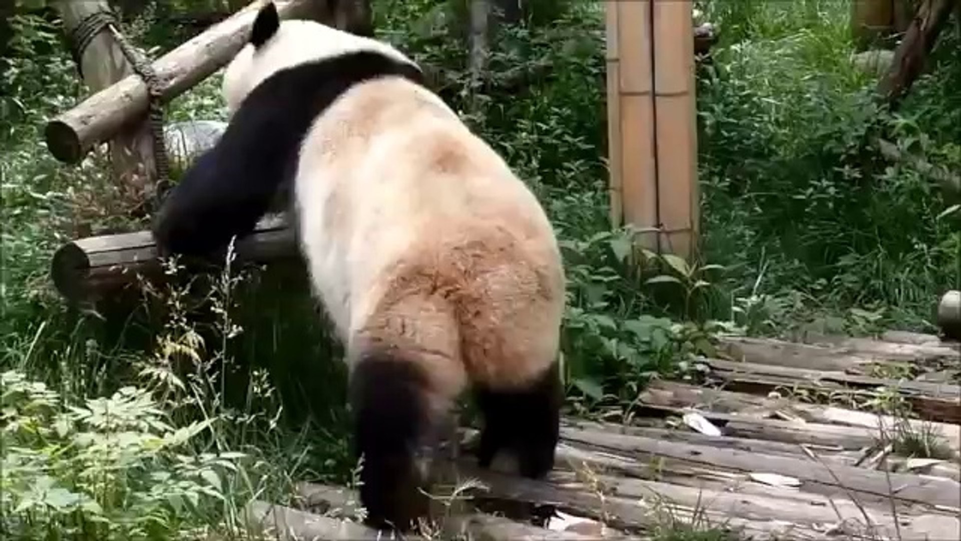 ⁣Funny Animals - Funny Animal Videos - Cute Animals - Funny Dogs