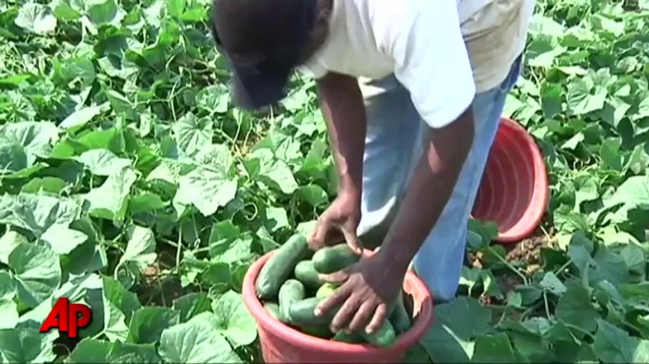 Georgia uses ex-cons to take work of illegals