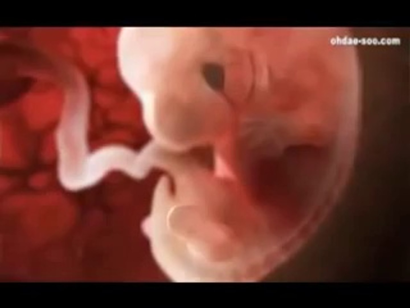 9 неделя видео. Ребенок в утробе 8 недель. Ребенок в 5 недель в утробе. Ребенок в утробе матери 6 недель.