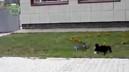 Köpeğin Gururuyla Oynayan Kedi