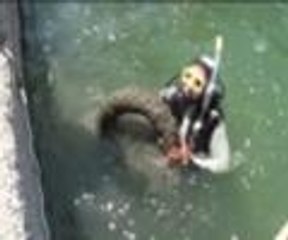 Denizin dibindeki bit pazarı