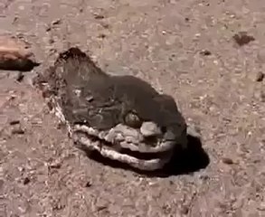 Kafası kopan yılan hala yaşıyor. İbretlik !