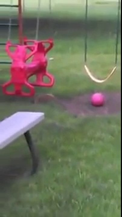 Un écureuil l'éclate avec un ballon