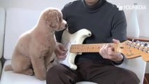 Sahibine gitar çalmayı öğreten köpek