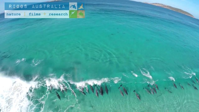Hundred of dolphins surfing waves in the australian ocean... So so cute and beautiful!