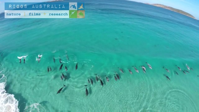 Des Centaine de dauphins prennent la vague! Magique...