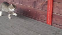 So funny Cat Walk - Weirdest kitten ever!