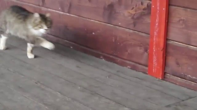 So funny Cat Walk - Weirdest kitten ever!