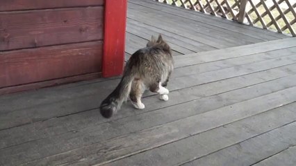 Démarche de chat trop bizarre... Et tordant!