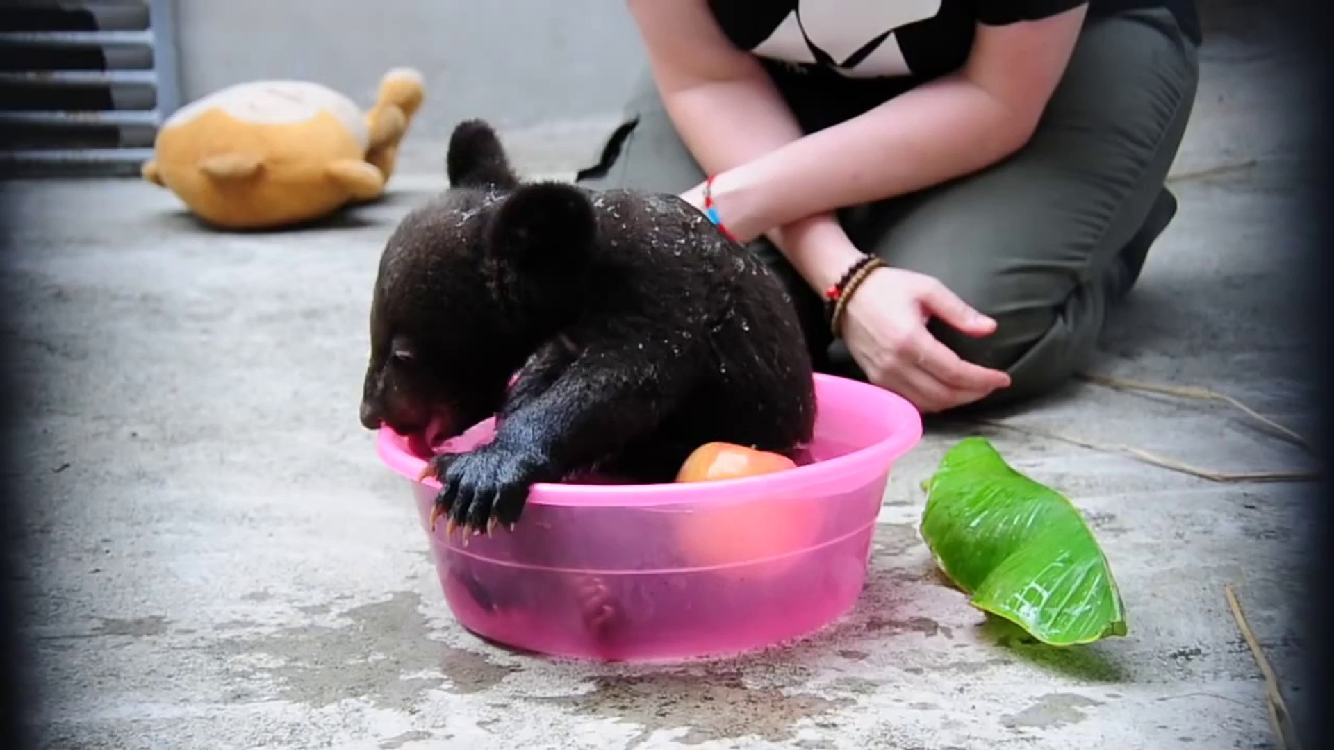 So Cute Little Bear Adorable Cub Bathing Video Dailymotion