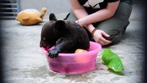 So cute little bear! Adorable cub bathing...