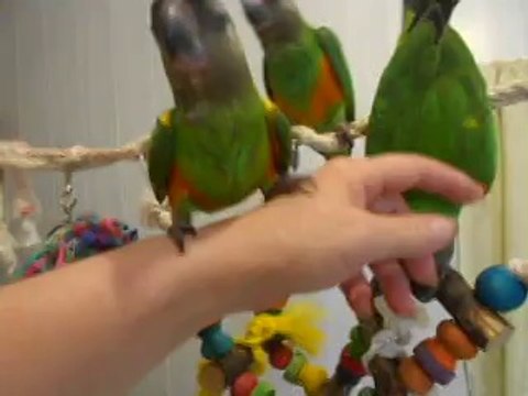 mes youyou du senegal Elever a la main