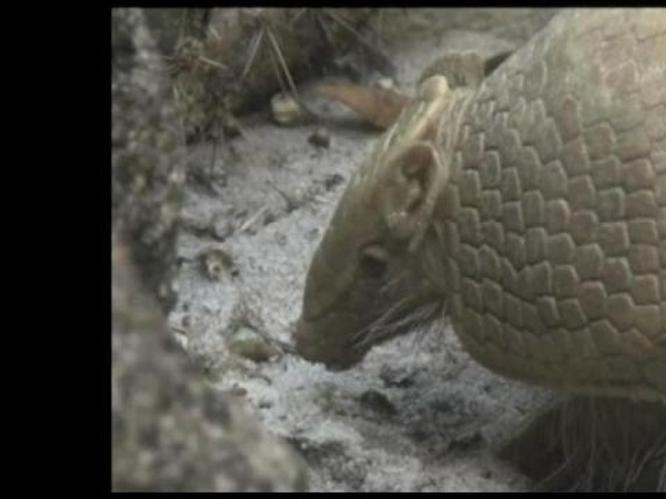 Pourquoi la mascotte du Mondial est un tatou? - 11/06