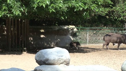 Bébé tapir