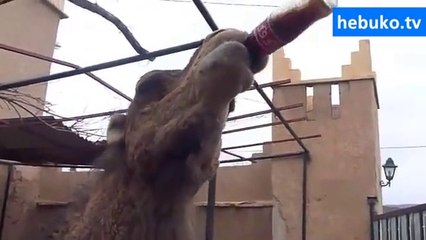 bu sıcaklara deve de dayanamadı ve kolaya yumuldu - daha iyi reklam olamazdı :)
