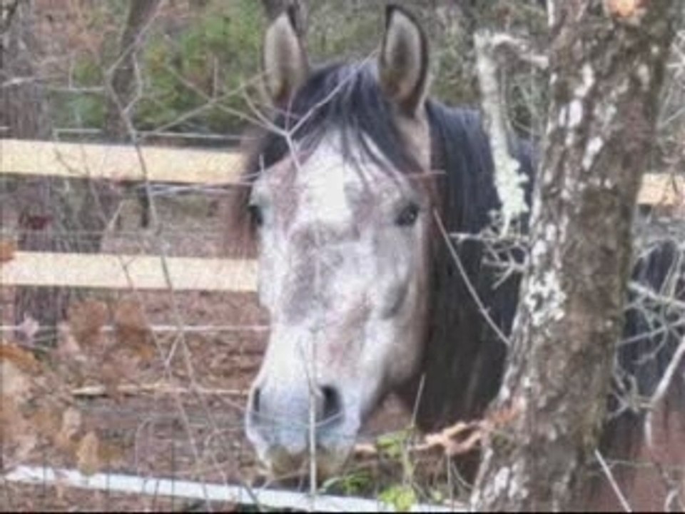 APETECIDO VIII - Etalon d'exception