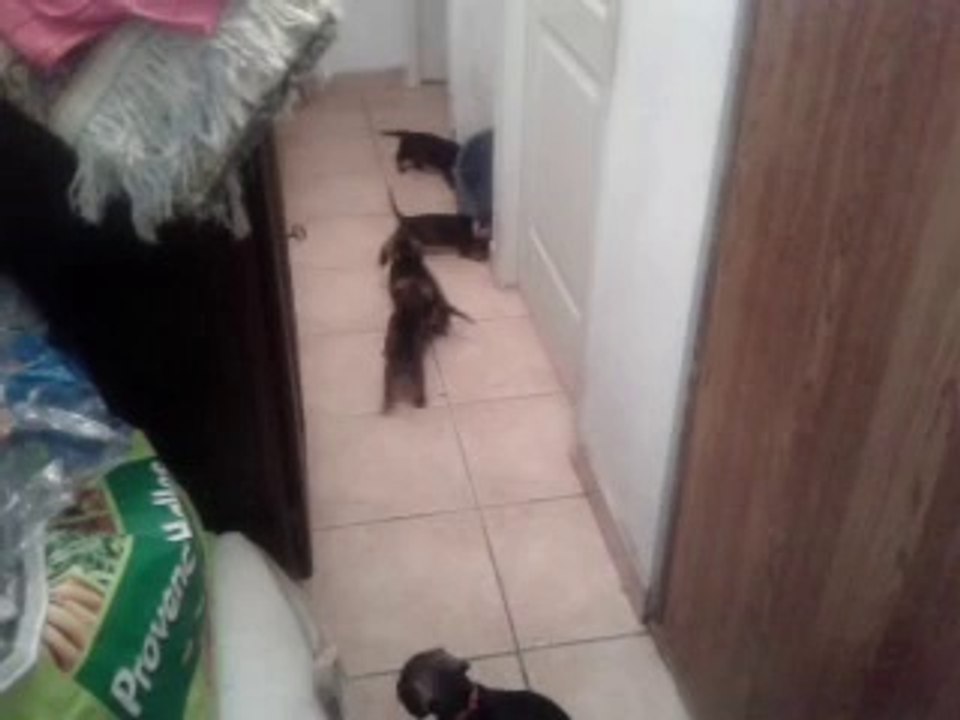 1ère sortie des bébés de Folie et Brocard !!!